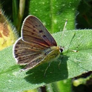 Male Sooty Copper - Lycaena tityrus © John Muddeman